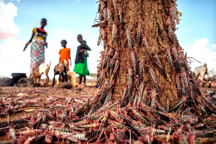 A tree thickly covered in locusts, with a few people watching in the background