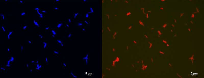 Linking fossil climate proxies to living bacteria helps climate predictions