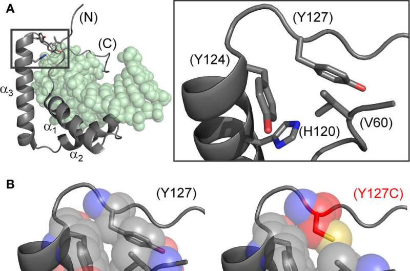 Researchers discover “Humpty-Dumpty” water-based mechanism of human sex reversal at edge of developmental ambiguity