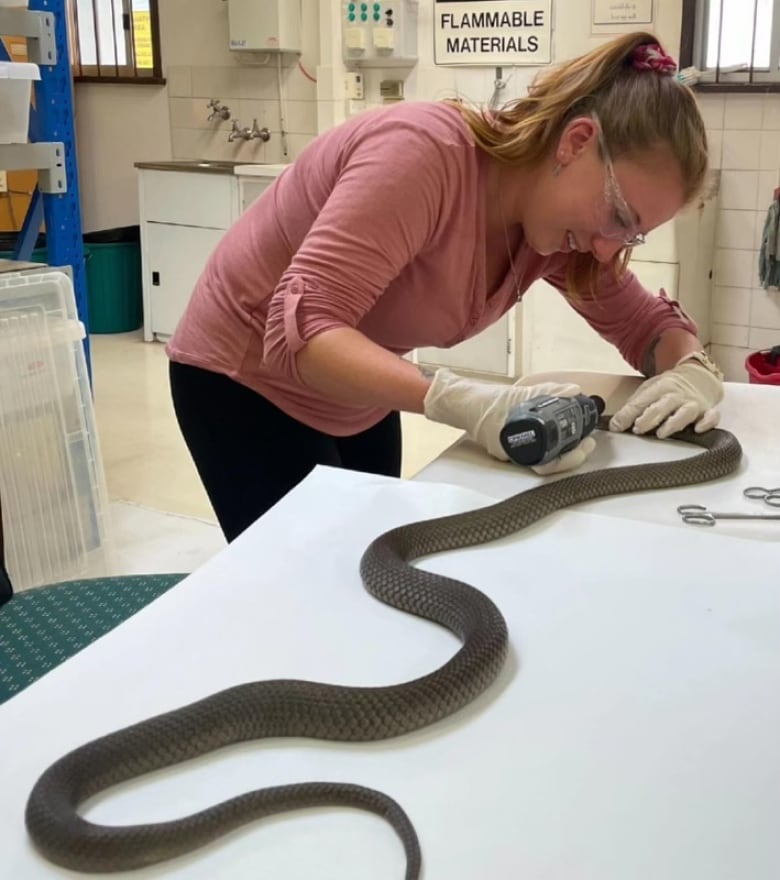 A young woman wearing goggles and gloves holds a tool in one hand as she bends over a dead snake on a table. 