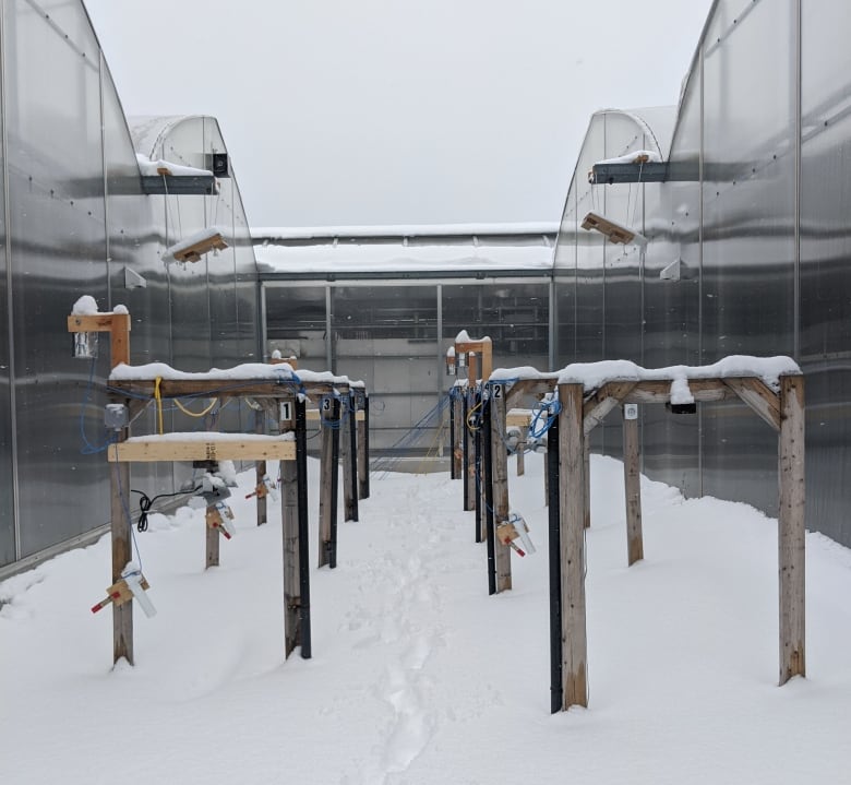 The experimental setup for work on seed germination and snow