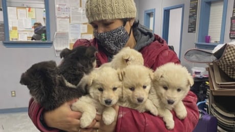 Winnipeg group rescues between 30 and 60 dogs a month.