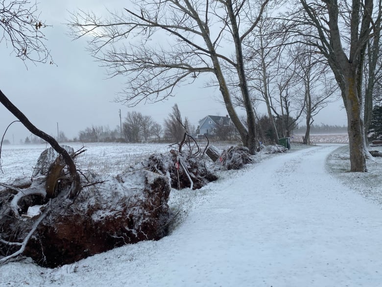 Snow covers a driveway and field in Belfast, P.E.I.