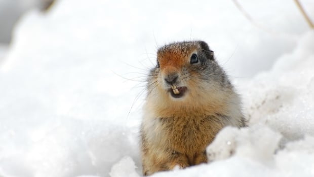 Grave problem: Banff struggling to manage Columbian ground squirrels in cemeteries