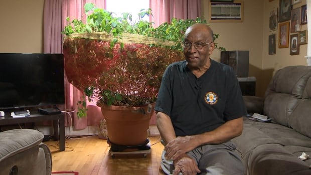 A giant poinsettia still grows in N.S. after 26 years. It has become a family heirloom