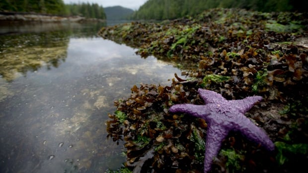 Trudeau announces $800M for Indigenous-led conservation initiatives