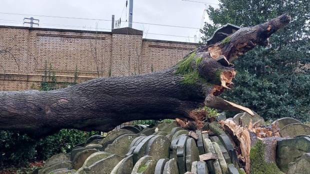 After 150 years of life surrounded by gravestones, London’s Hardy Tree falls