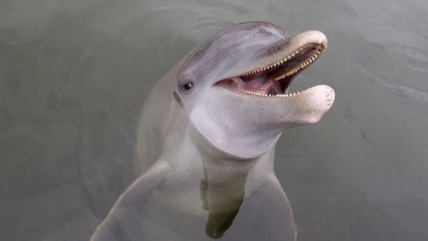 Can dolphins get Alzheimer’s disease?