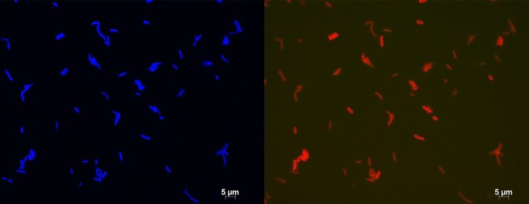 Linking fossil climate proxies to living bacteria helps climate predictions