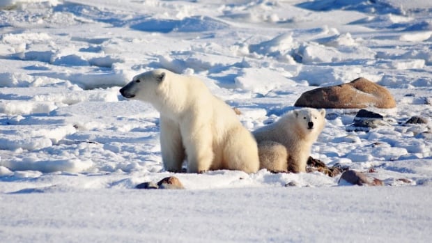 Warming climate poses challenge to Arctic animals — and those who hunt them