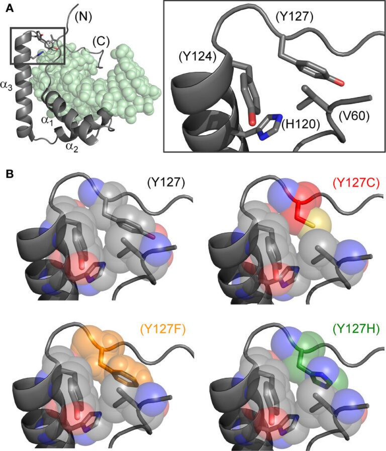 Researchers discover ‘Humpty-Dumpty’ water-based mechanism of human sex reversal at edge of developmental ambiguity