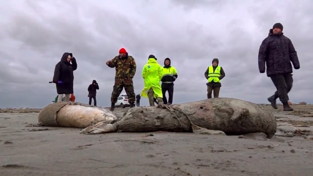 1,700 dead seals found on Russia’s Caspian coast