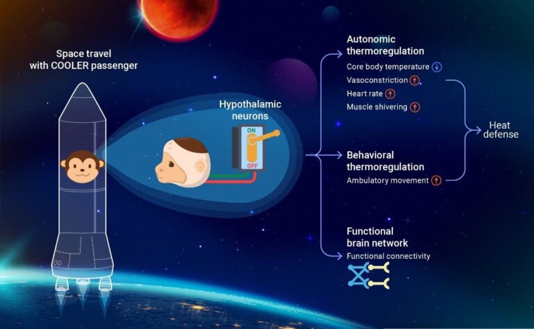 Successful hypothermia in nonhuman primate paves the way for future application in human torpor during spaceflight