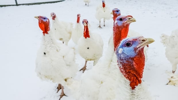 Avian flu causing turkey shortage ahead of Christmas, B.C. Poultry Association says