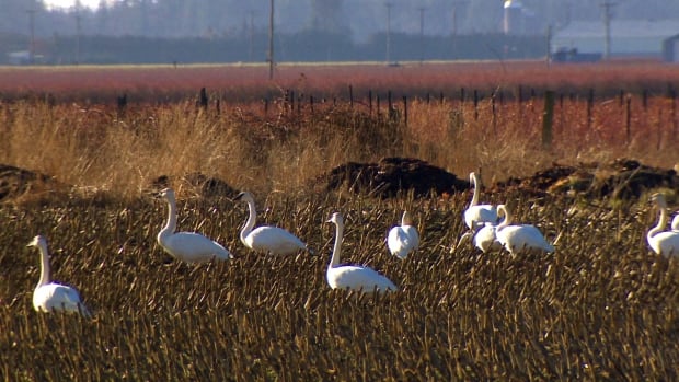 B.C. warns doctors to watch for avian flu spreading to humans after spike in cases in birds