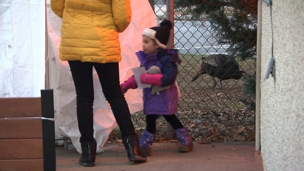 Wild turkeys — and their poo — cause problems for Montreal daycare