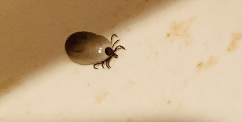 A blacklegged tick