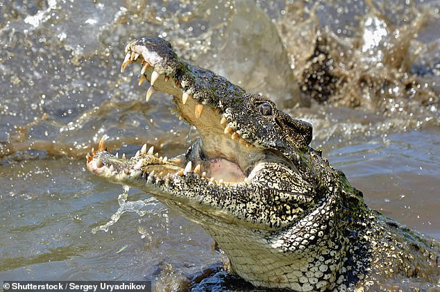 Mr Bender has urged the Queensland Government to step in and deter people with fines if they purposely ignore safety warnings and enter crocodile habitats (stock image pictured)