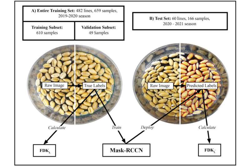 Could AI-powered object recognition technology help solve wheat disease?