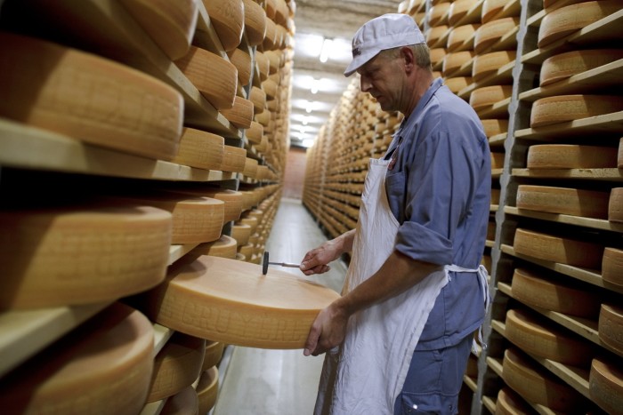 A Gruyere cheese wheel is checked during maturing operation in a giant cellar stacked with cheese wheels