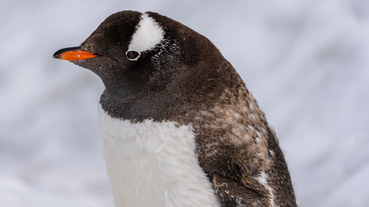 Gentoo penguins are proving to be more adaptable to climate changes. 