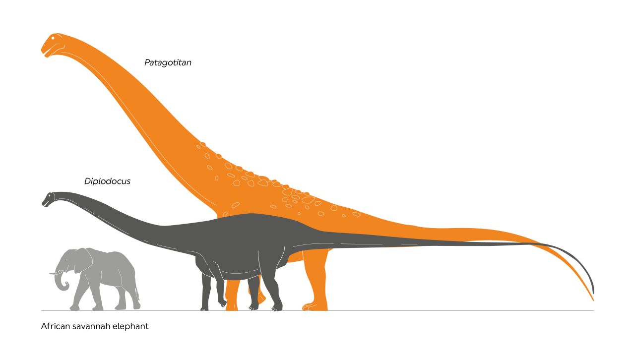 A graphic illustrating the titanosaur's size relative to a diploducus and an African elephant.