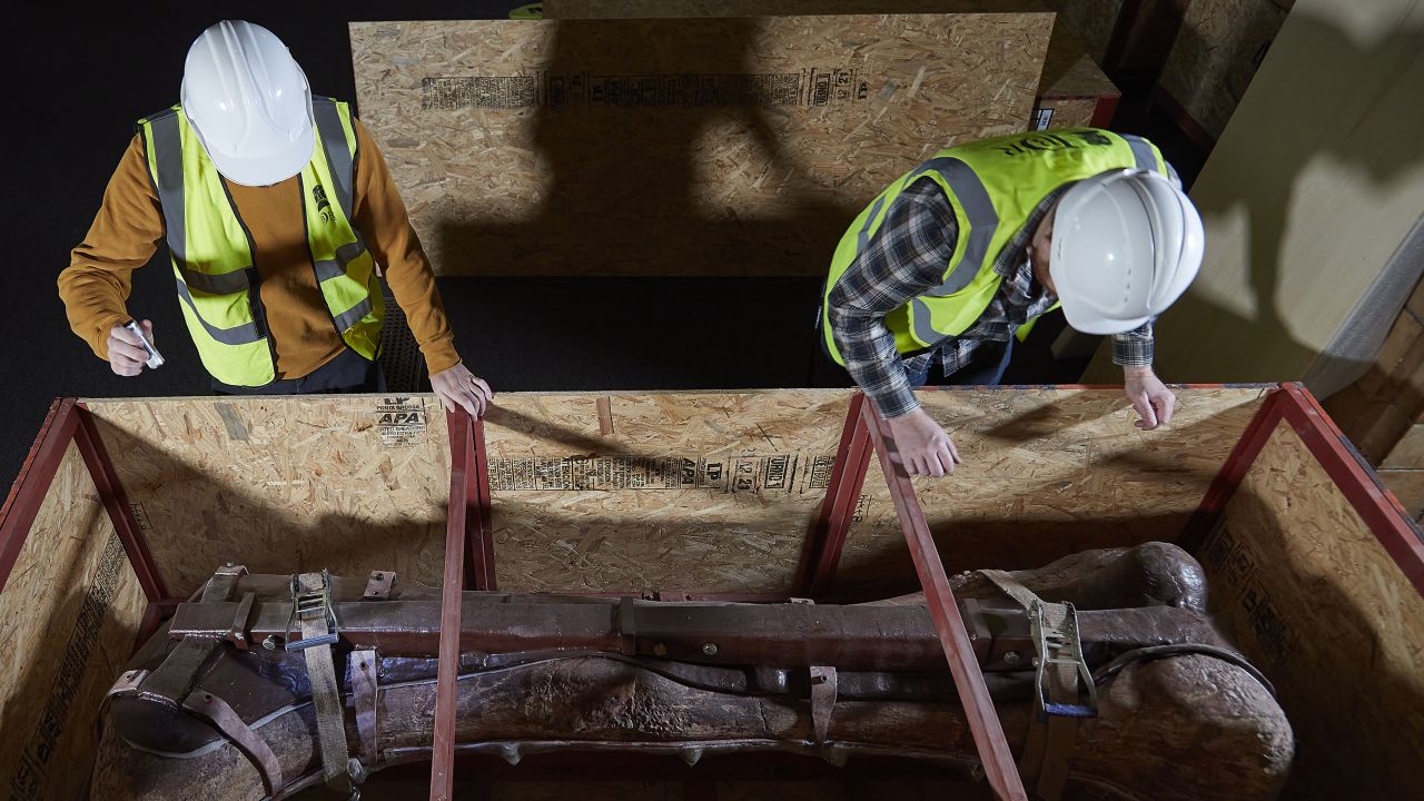 Unboxing the 2.4 meter (8 foot) long femur fossil, which weighs around half a ton.