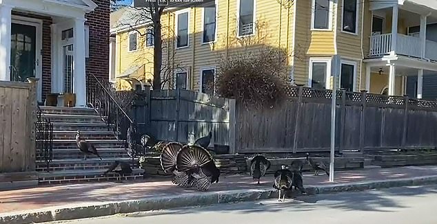 Some of the wild turkeys that amble around the streets of Cambridge, terrifying local residents and children