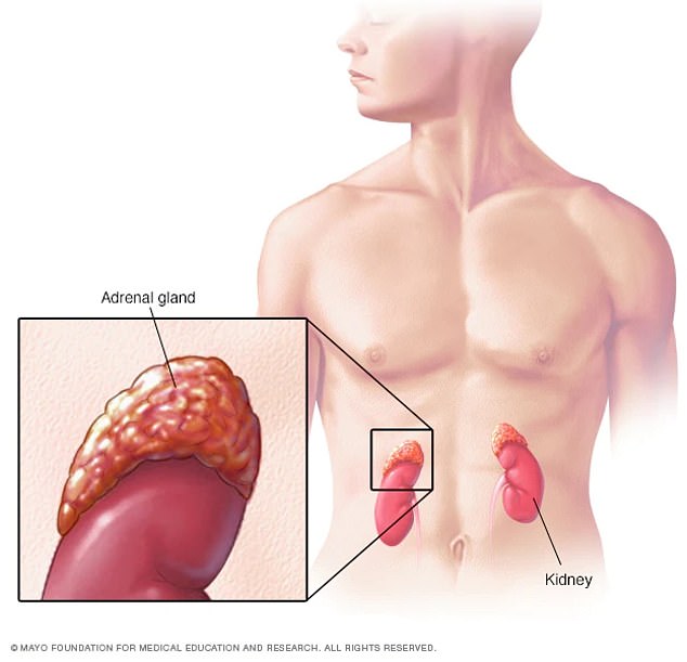 The adrenal glands are small sacs just above the kidneys that are responsible for regulating that body's adrenaline system.