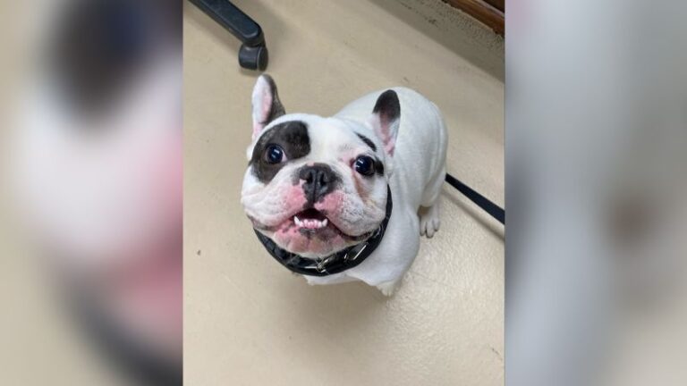 Ralphie, the ‘demon dog’ of Niagra, has finally been adopted