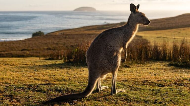 Australia loves its kangaroos so much it sets annual quotas to kill them