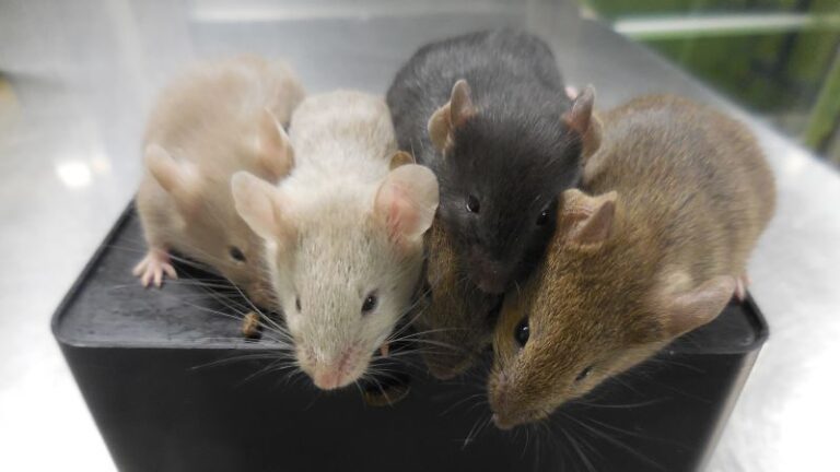 Scientists create mice from two dads