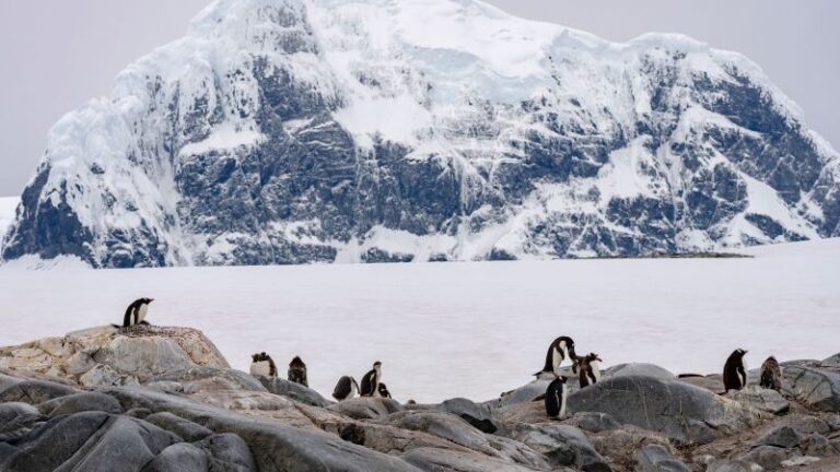 As Antarctica’s penguins struggle with record low sea ice, this one species is adapting