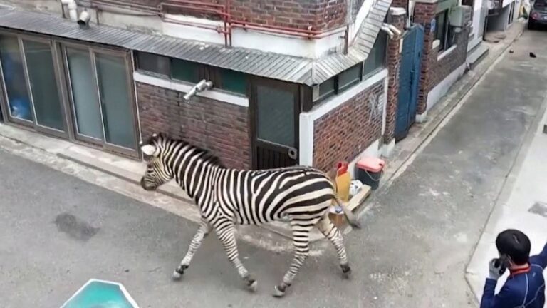 Video: Zebra escapes from Seoul zoo and roams city streets