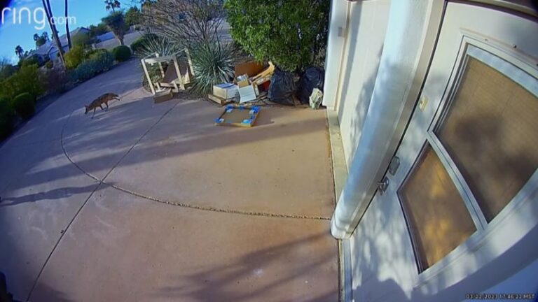 VIDEO: Terrifying video captures moment a coyote charges after toddler