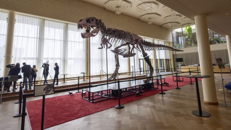 T-Rex skeleton to go under the hammer in Switzerland