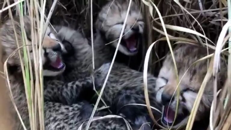 See adorable cheetah cubs born in India for the first time in 70 years