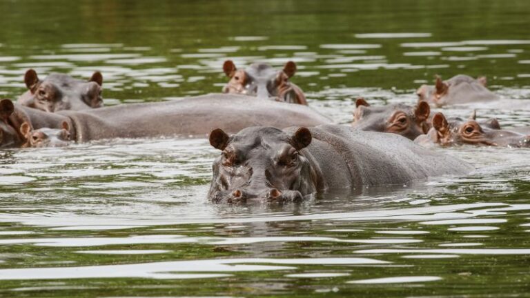 Pablo Escobar’s ‘cocaine hippos’: Relocating 70 to cost approximately $3.5 million