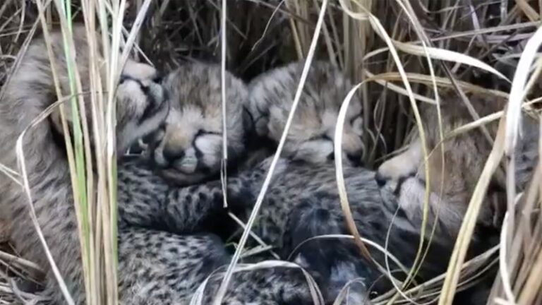 India welcomes its first newborn cheetahs in more than 7 decades