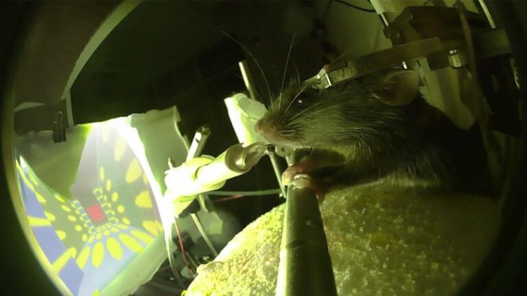 How these mice navigating a virtual reality game may help Alzheimer’s patients