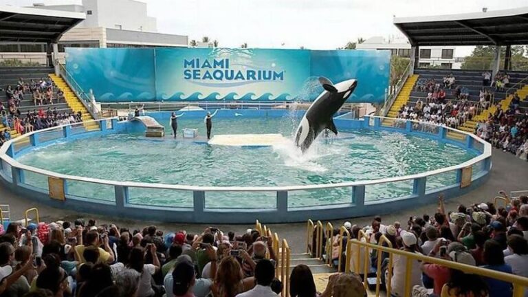 Miami Seaquarium announces plans to release captive orca Lolita