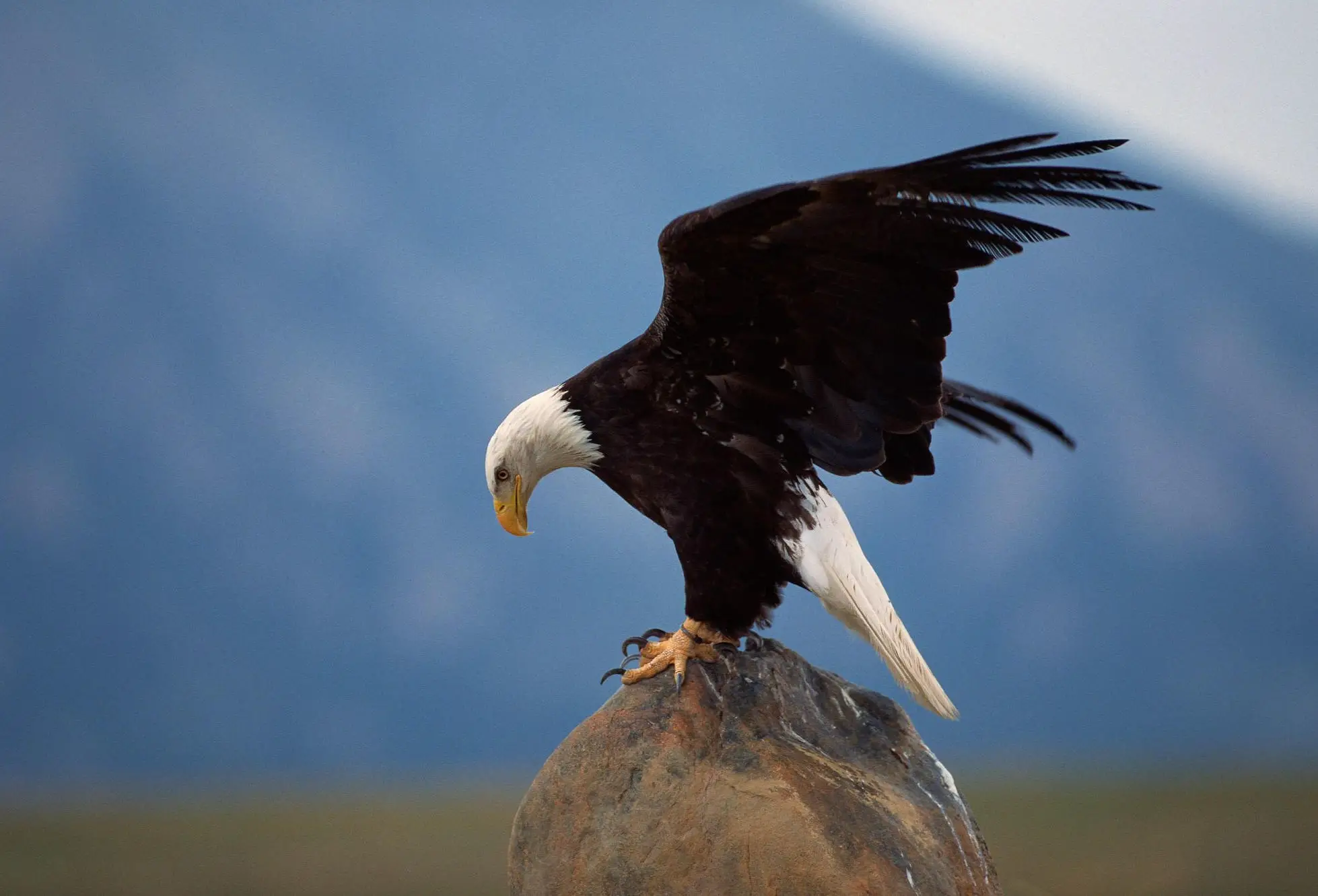 Bald Eagle