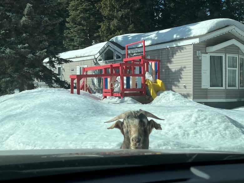 A goat looks at a car.