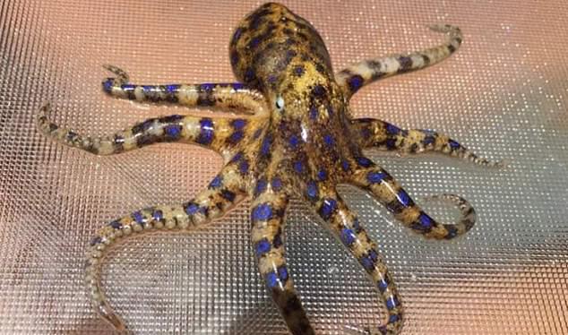 Chairman’s beach in Mosman: Woman bitten by blue-ringed octopus