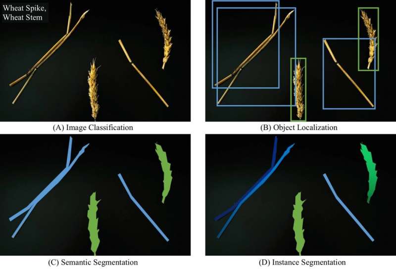 Could AI-powered object recognition technology help solve wheat disease?