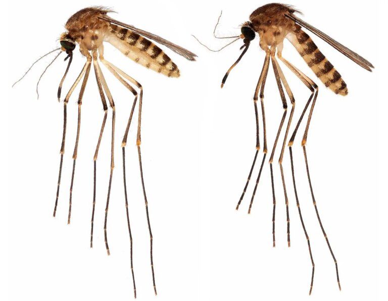 Disease Fears Raised Over New Mosquito Species Reported in Florida