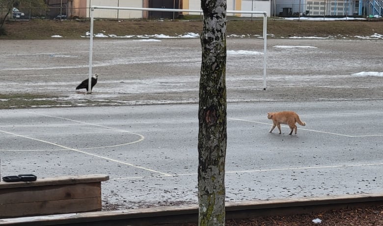 An orange tabby cat walks across an asphalt field to a bald eagle drinking at a mud puddle.