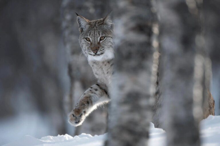 Should Scientists Reintroduce the Lynx to Scotland? It’s Complicated