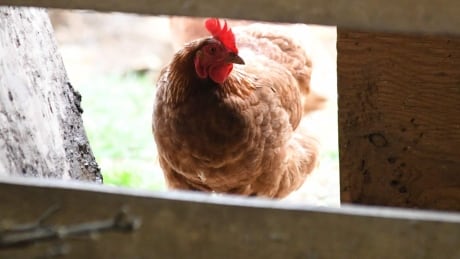 Growing concerns over avian flu outbreaks