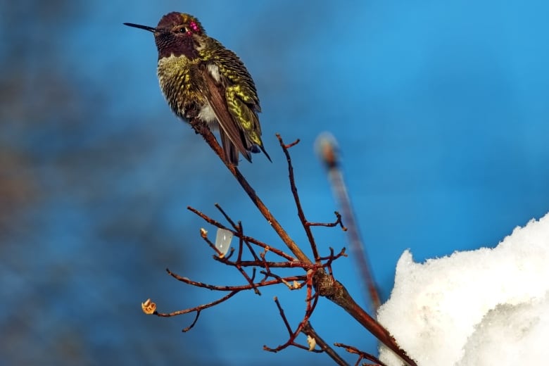 A green and black speckled hummingbird is perched atop a branch, with snow in the background. 